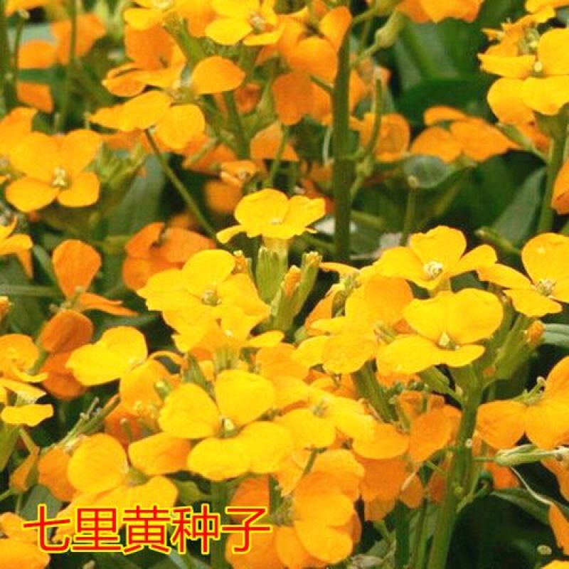 七里黄种子多年生花卉种籽耐寒易种花坛植物园林景观花海