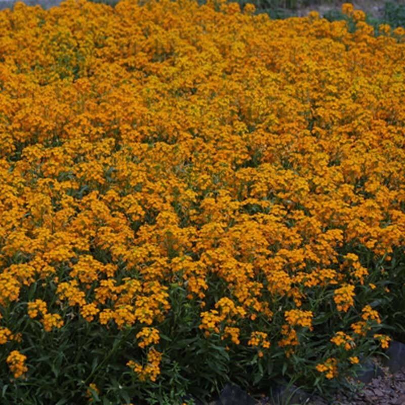七里黄种子多年生花卉种籽耐寒易种花坛植物园林景观花海