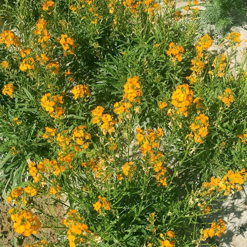 七里黄种子多年生花卉种籽耐寒易种花坛植物园林景观花海