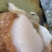 【半壳带子】全国直邮，整只带子，半壳带子，精品