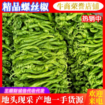 陕西蒲城精品螺丝椒大量上市中基地直供低价对接全国
