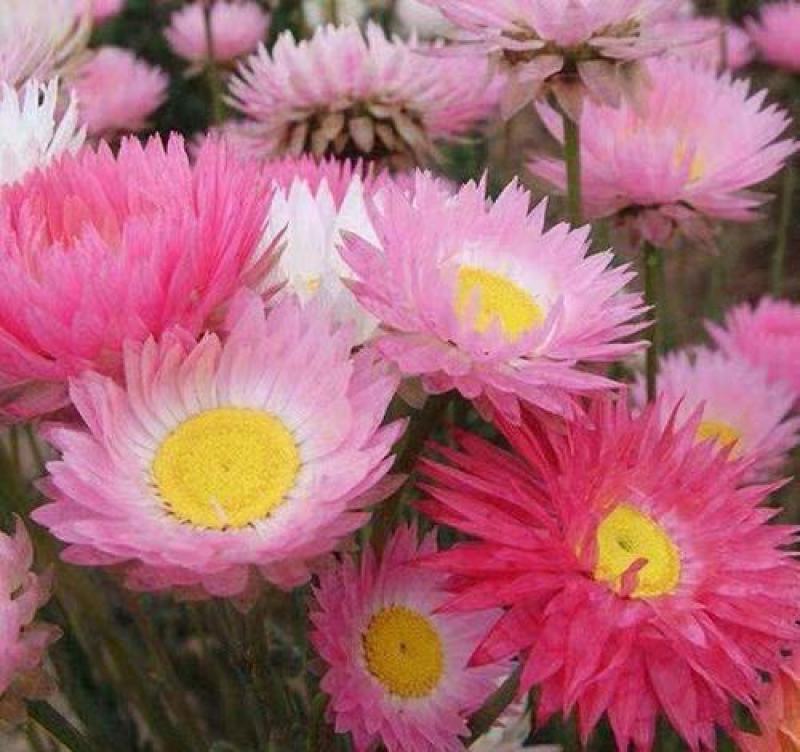 永生菊种子花种露天花海种子易种花籽可做切花室外庭院花卉
