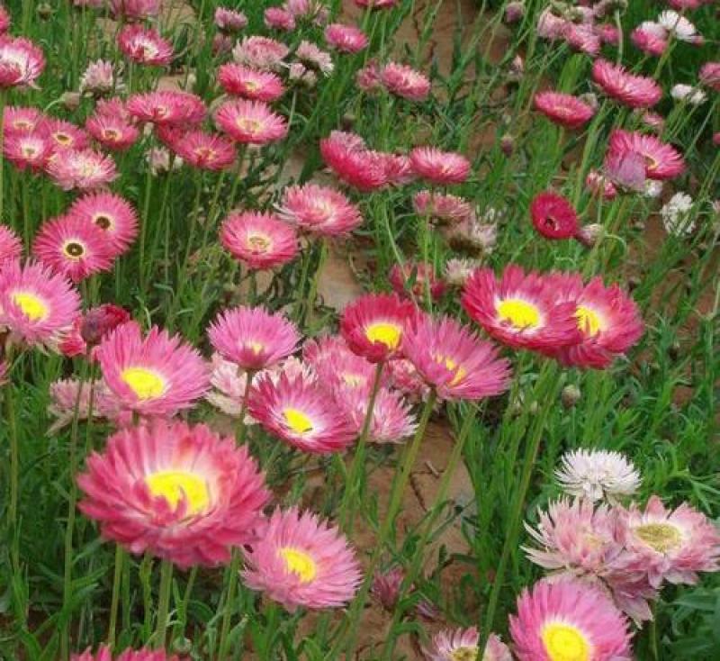 永生菊种子花种露天花海种子易种花籽可做切花室外庭院花卉