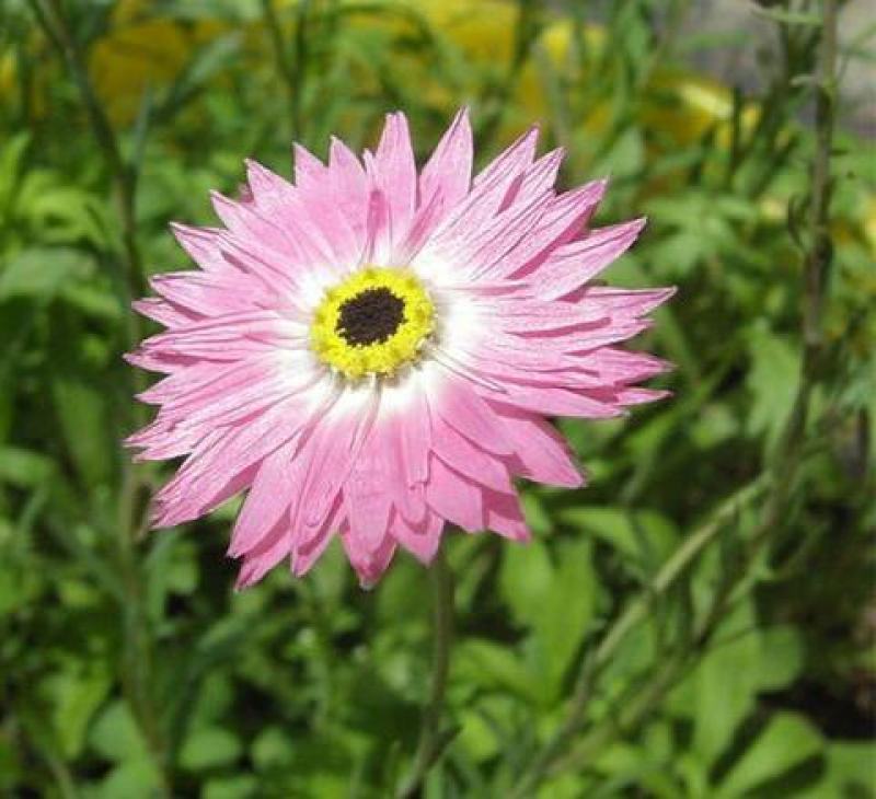 永生菊种子花种露天花海种子易种花籽可做切花室外庭院花卉