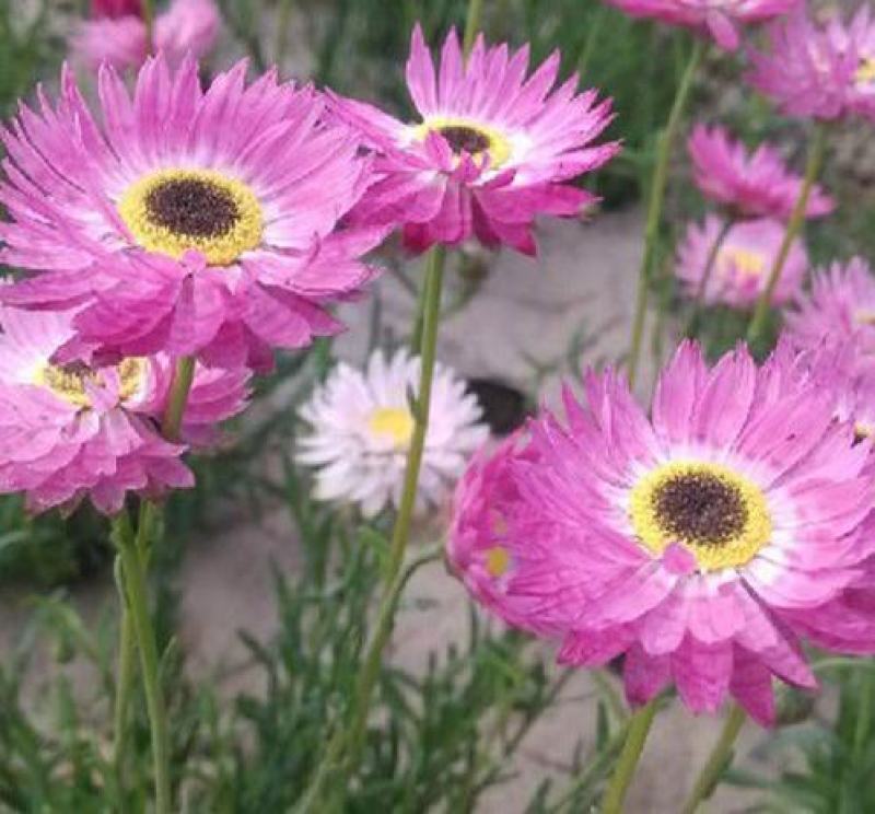 永生菊种子花种露天花海种子易种花籽可做切花室外庭院花卉