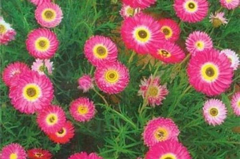 永生菊种子花种露天花海种子易种花籽可做切花室外庭院花卉