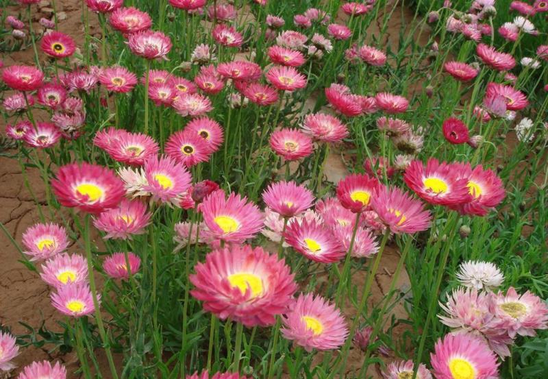 永生菊种子花种露天花海种子易种花籽可做切花室外庭院花卉