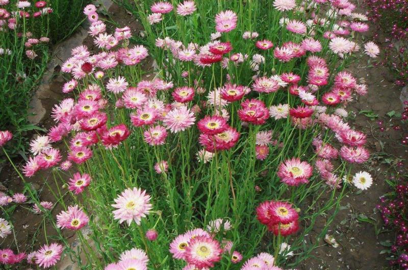 永生菊种子花种露天花海种子易种花籽可做切花室外庭院花卉