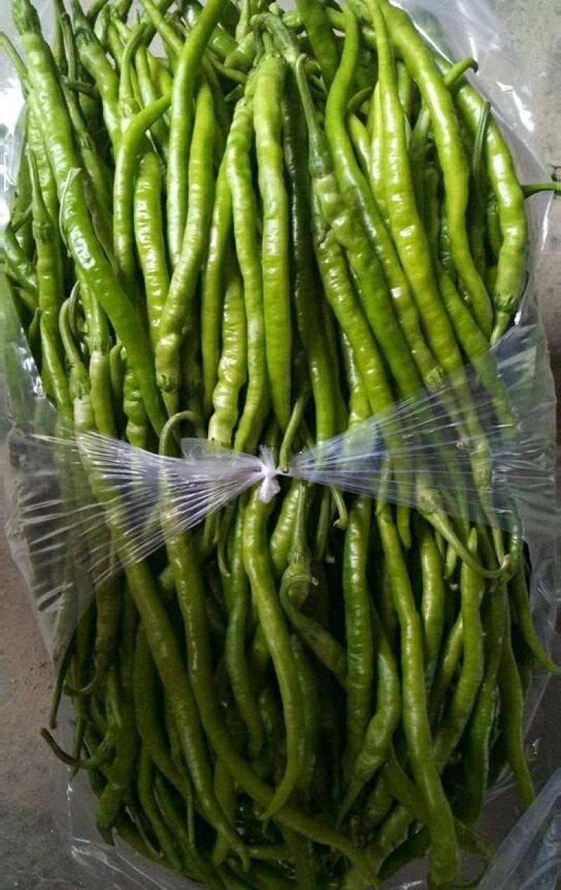 【精品线椒】已大量上市产地直供一手货源全国代发价格便宜
