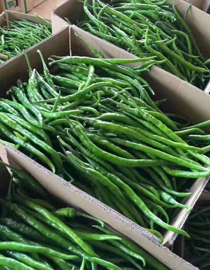 【精品线椒】已大量上市产地直供一手货源全国代发价格便宜