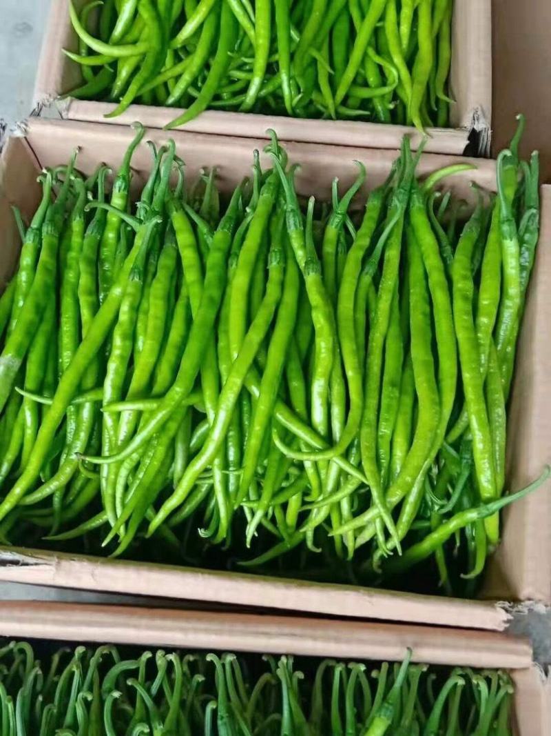 【精品线椒】已大量上市产地直供一手货源全国代发价格便宜
