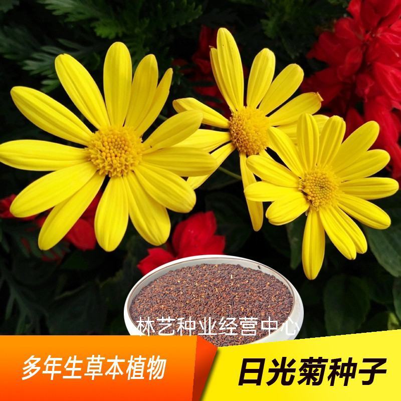 新日光菊花卉种子赛菊芋花籽春秋播种简单易活多年生宿根