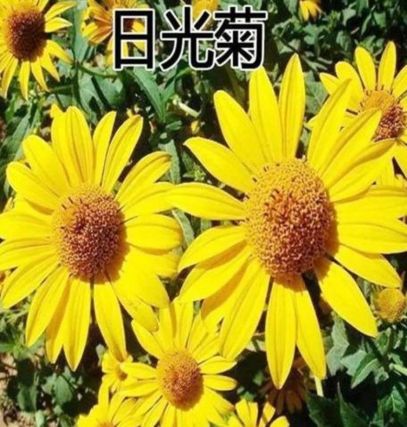 新日光菊花卉种子赛菊芋花籽春秋播种简单易活多年生宿根