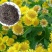 新日光菊花卉种子赛菊芋花籽春秋播种简单易活多年生宿根