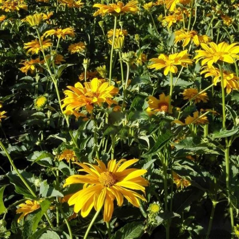 新日光菊花卉种子赛菊芋花籽春秋播种简单易活多年生宿根