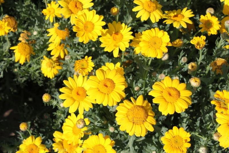 新日光菊花卉种子赛菊芋花籽春秋播种简单易活多年生宿根