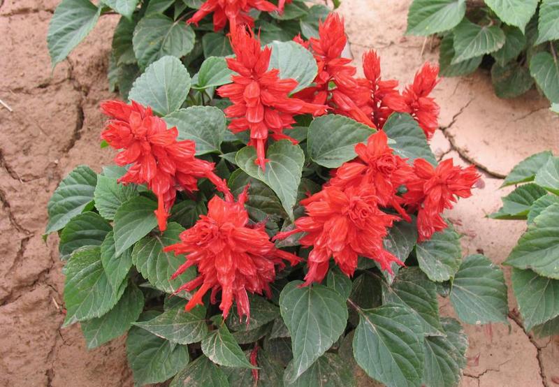 矮串红种子四季播种花卉盆栽易种易活一串红花种子