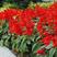 矮串红种子四季播种花卉盆栽易种易活一串红花种子