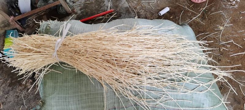 白茅根