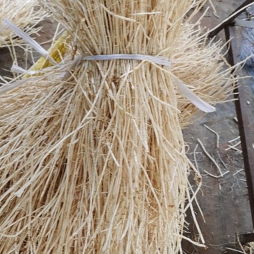 白茅根