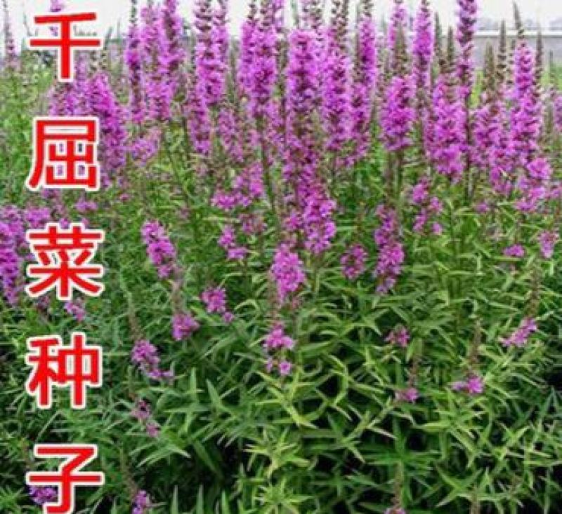 紫色千屈菜种子水枝柳对叶莲景观花卉种子四季易种耐热耐寒