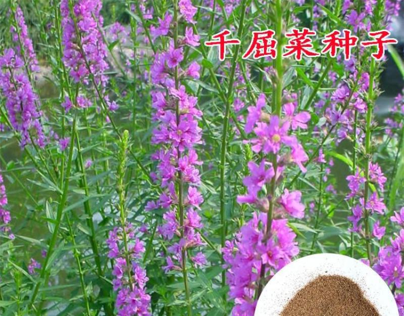 紫色千屈菜种子水枝柳对叶莲景观花卉种子四季易种耐热耐寒