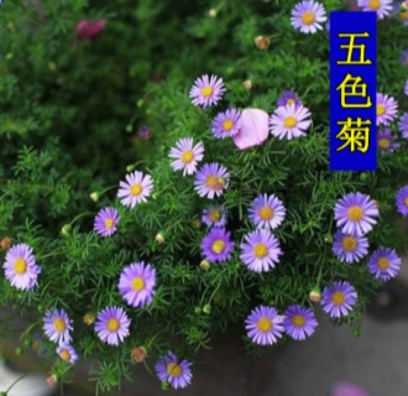 五色菊种子菊花种子阳台盆栽花卉室内庭院易种观花草花种籽子