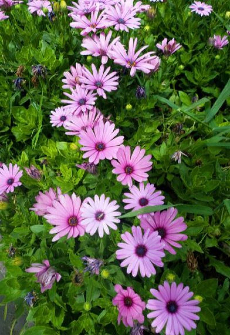 五色菊种子菊花种子阳台盆栽花卉室内庭院易种观花草花种籽子