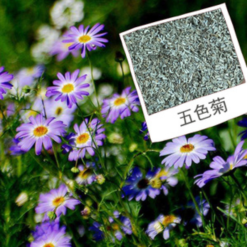 五色菊种子菊花种子阳台盆栽花卉室内庭院易种观花草花种籽子