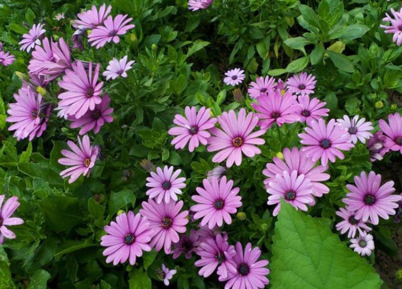五色菊种子菊花种子阳台盆栽花卉室内庭院易种观花草花种籽子