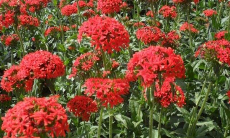 山红花大花剪秋罗种子多年生草本四季可播种观赏花海草籽