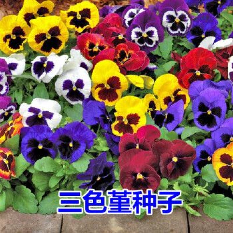 三色堇花种子四季易播室内阳台室外盆栽蝴蝶花猫儿脸垂吊花卉