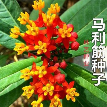 马利筋籽花种子金凤花尖尾凤莲生桂子花芳草花籽种子