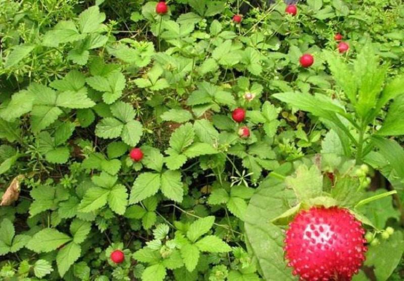 蛇莓种子草坪庭院盆栽观赏种子花籽室内外种植花海景观