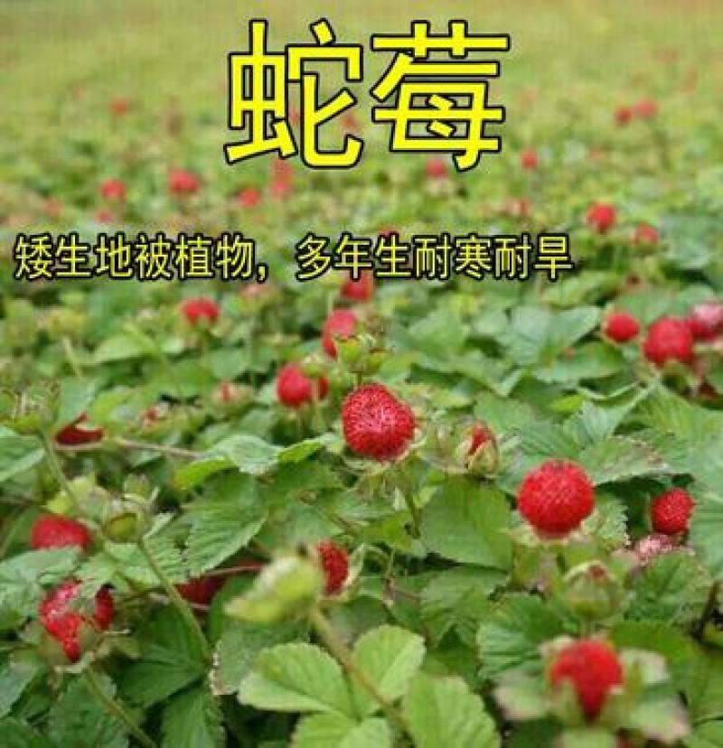 蛇莓种子草坪庭院盆栽观赏种子花籽室内外种植花海景观