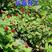 蛇莓种子草坪庭院盆栽观赏种子花籽室内外种植花海景观