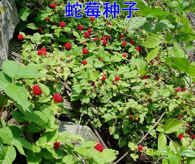 蛇莓种子草坪庭院盆栽观赏种子花籽室内外种植花海景观