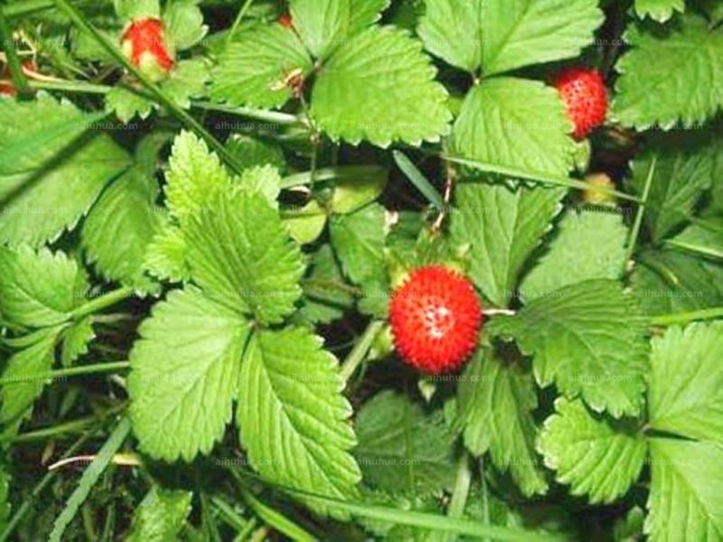 蛇莓种子草坪庭院盆栽观赏种子花籽室内外种植花海景观