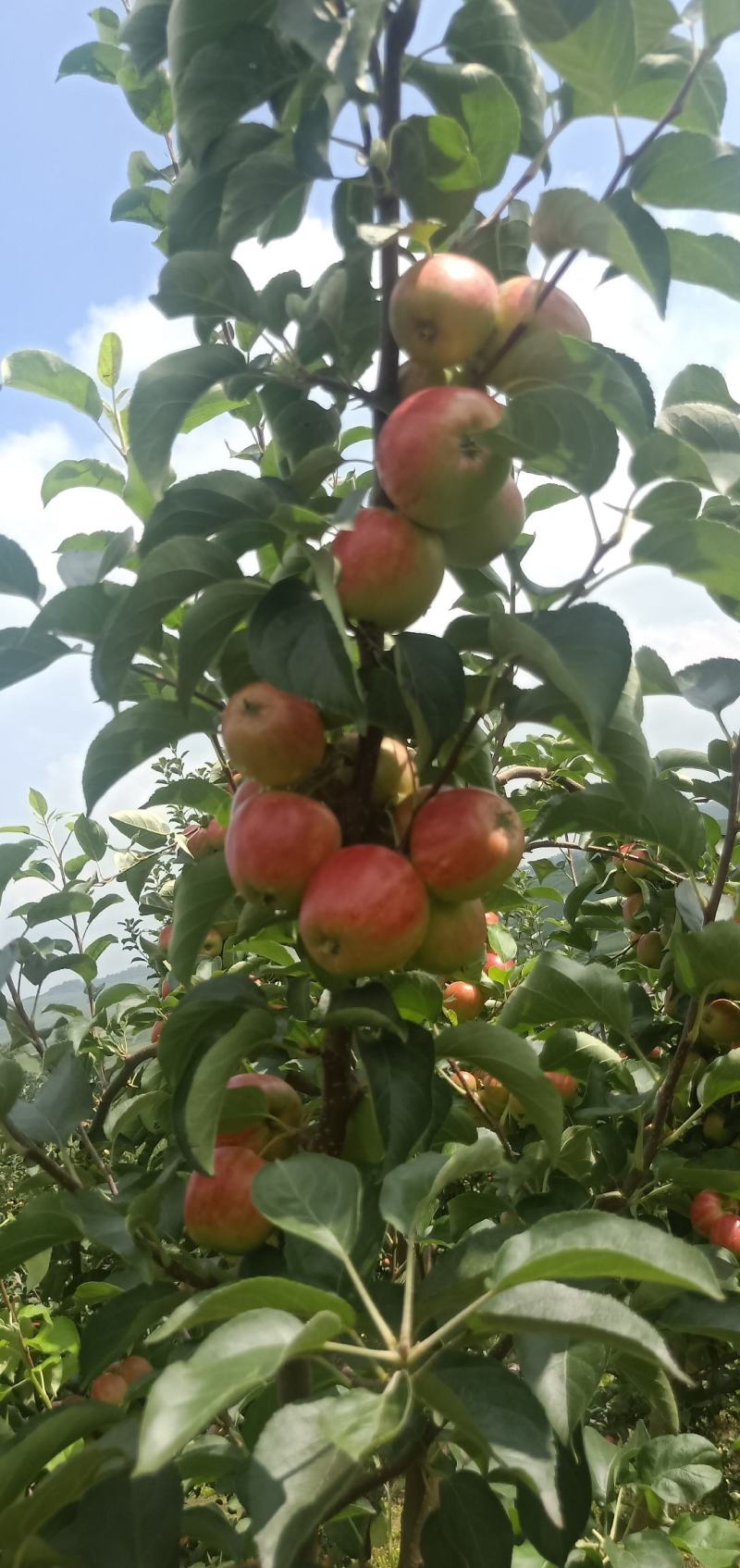 123小苹果上市了，价格便宜需要联系