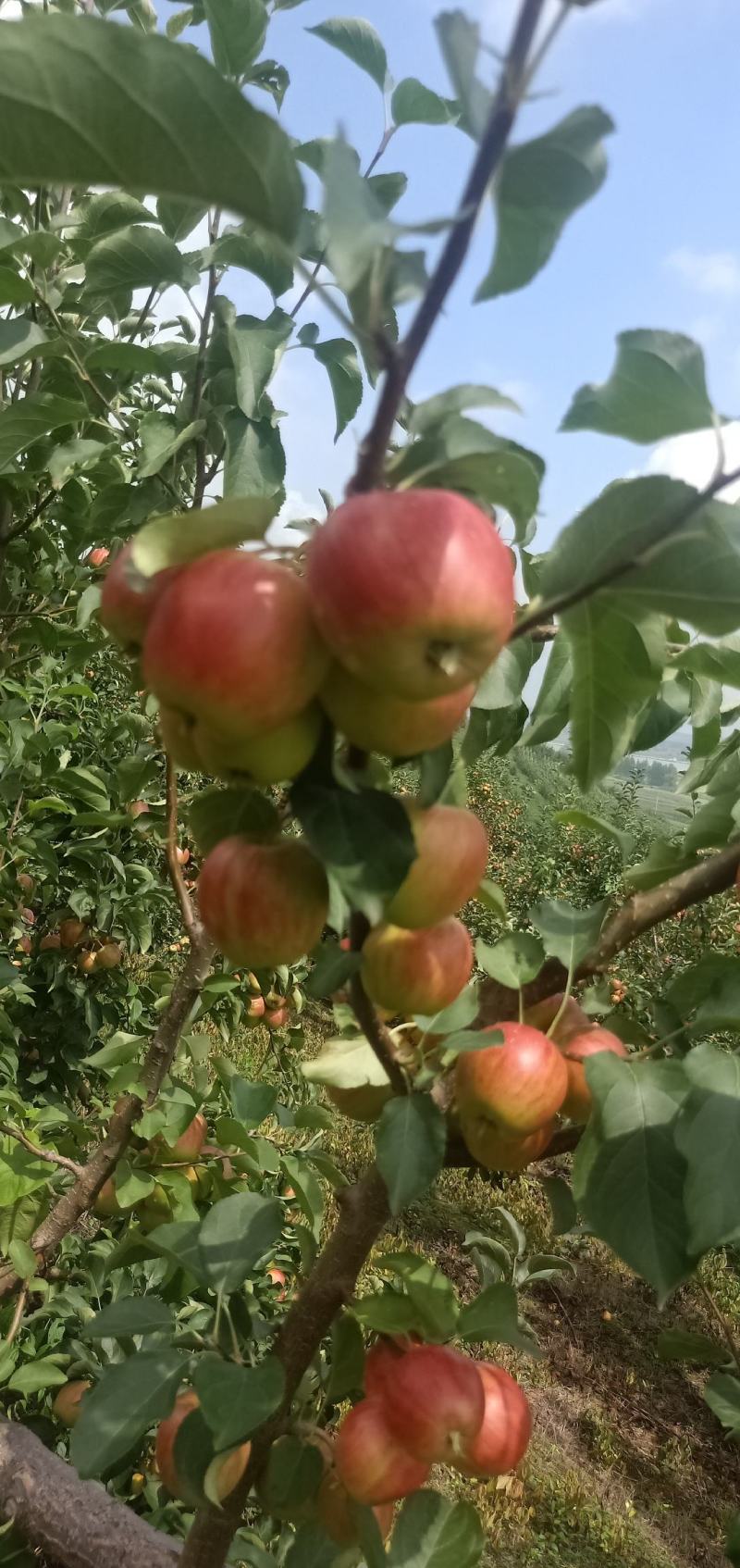 123小苹果上市了，价格便宜需要联系