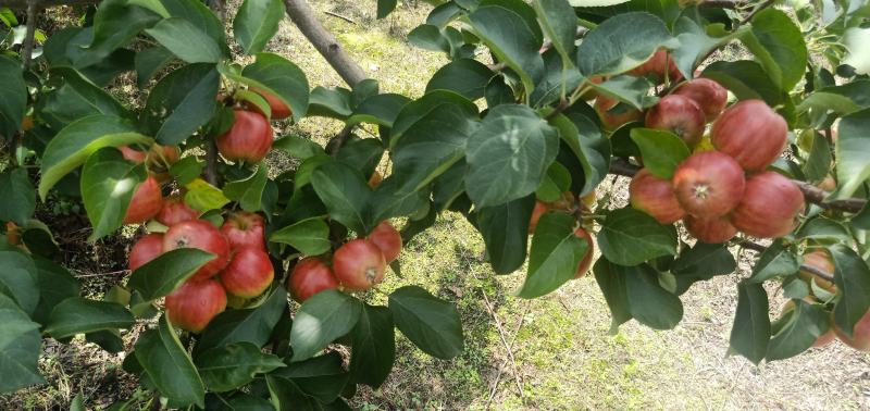 123小苹果上市了，价格便宜需要联系