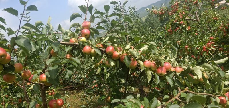 123小苹果上市了，价格便宜需要联系