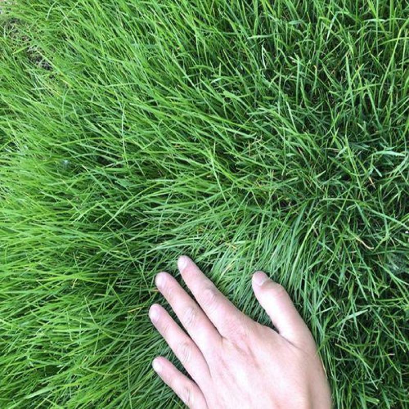 优质草坪种子高羊茅种子高羊毛羊茅草籽冷季型草坪籽高羊茅草