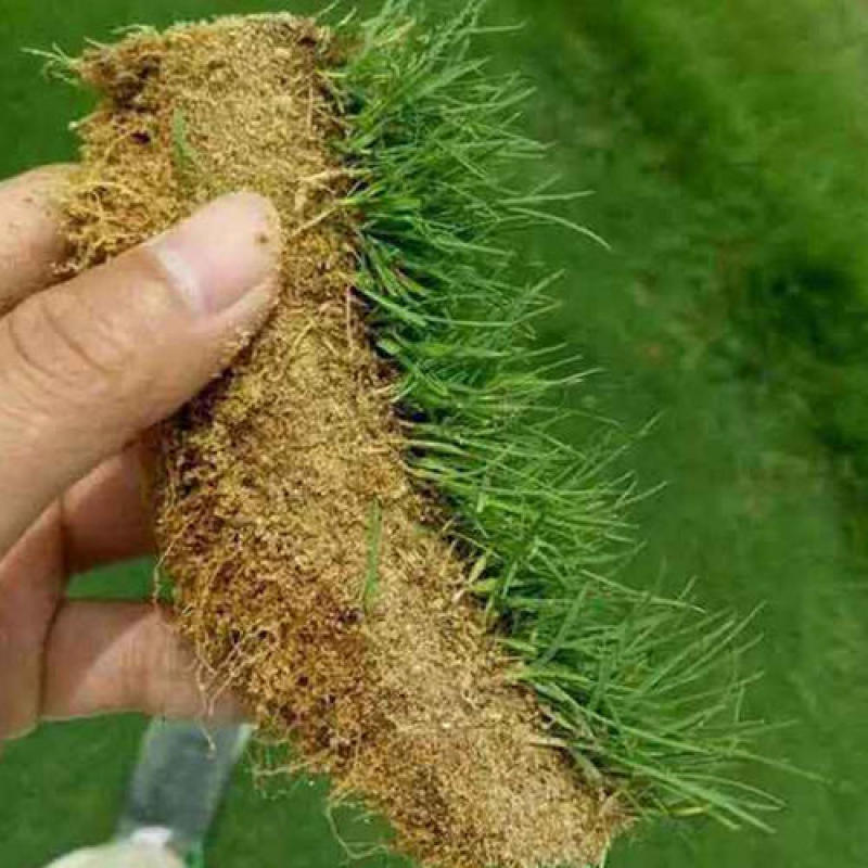 优质草坪种子高羊茅种子高羊毛羊茅草籽冷季型草坪籽高羊茅草