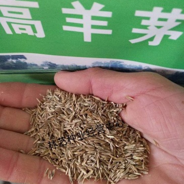 优质草坪种子高羊茅种子高羊毛羊茅草籽冷季型草坪籽高羊茅草