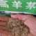 优质草坪种子高羊茅种子高羊毛羊茅草籽冷季型草坪籽高羊茅草