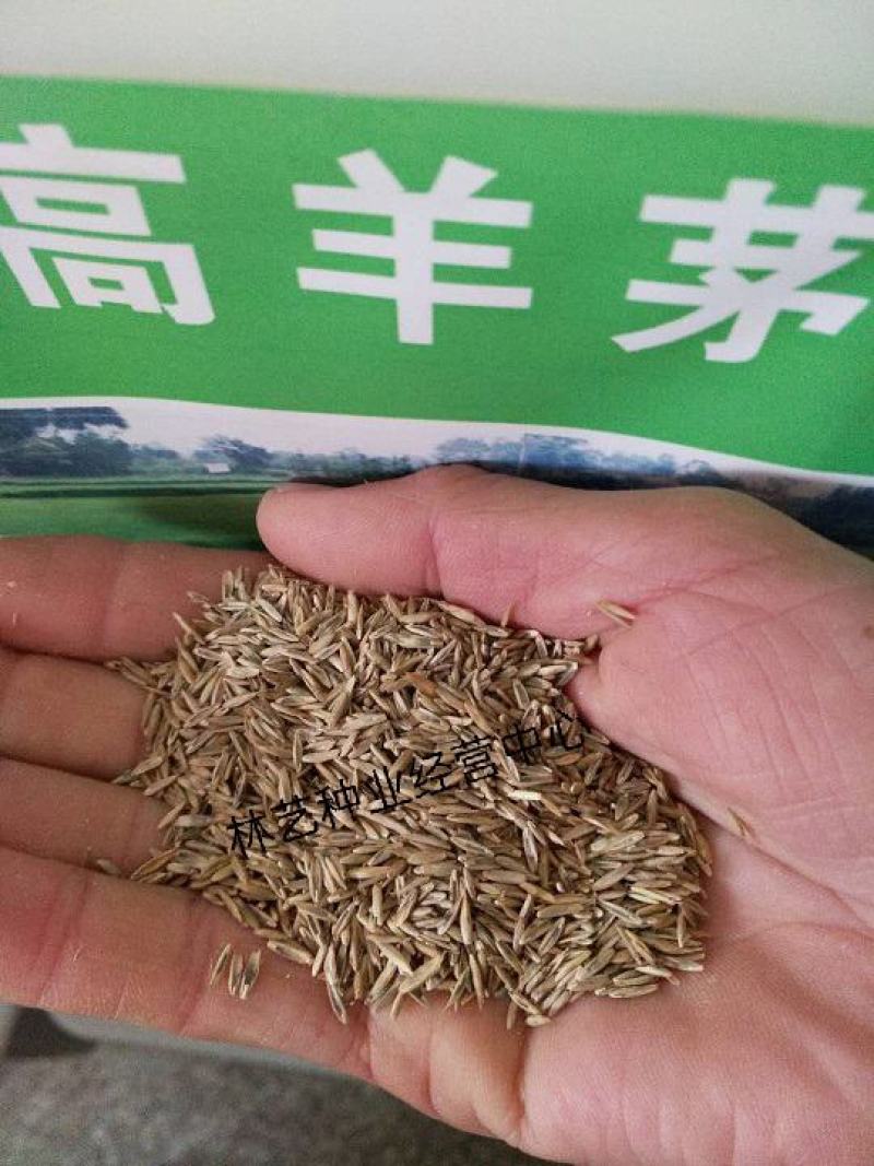 优质草坪种子高羊茅种子高羊毛羊茅草籽冷季型草坪籽高羊茅草