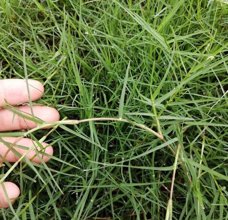 优质草坪种子高羊茅种子高羊毛羊茅草籽冷季型草坪籽高羊茅草