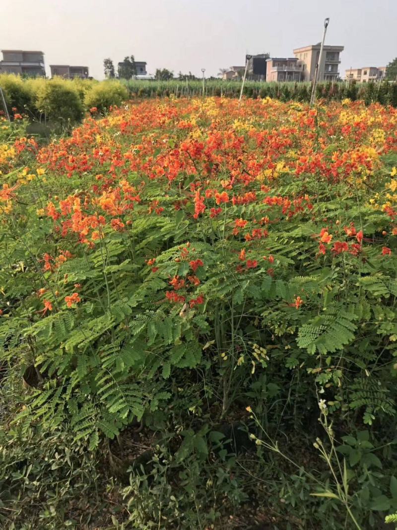 绿化种子洋金凤种子金凤花黄蝴蝶黄金凤蛱蝉花洋金凤种子
