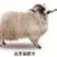 青海原产地藏系草膘羊，分割产品，真空包装(量大优惠)